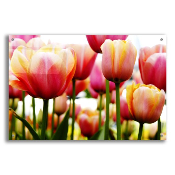 Epic Art 'Tulips' by Photoinc Studio, Acrylic Glass Wall Art, 36"x24"