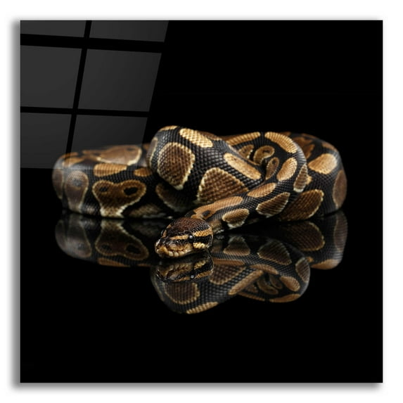 Epic Art 'Twisted' by Epic Portfolio Acrylic Glass Wall Art, 12"x12"