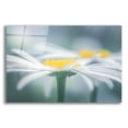 thumbnail image 1 of Epic Art  'Two Daisies'  by Don Schwartz, Acrylic Glass Wall Art, 24"x16", 1 of 6