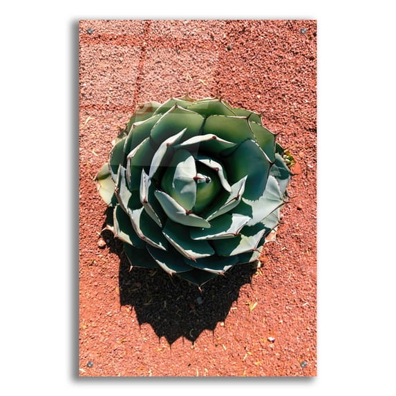 Epic Art 'Utah - Cactus 3' by Epic Portfolio, Acrylic Glass Wall Art, 24"x36"