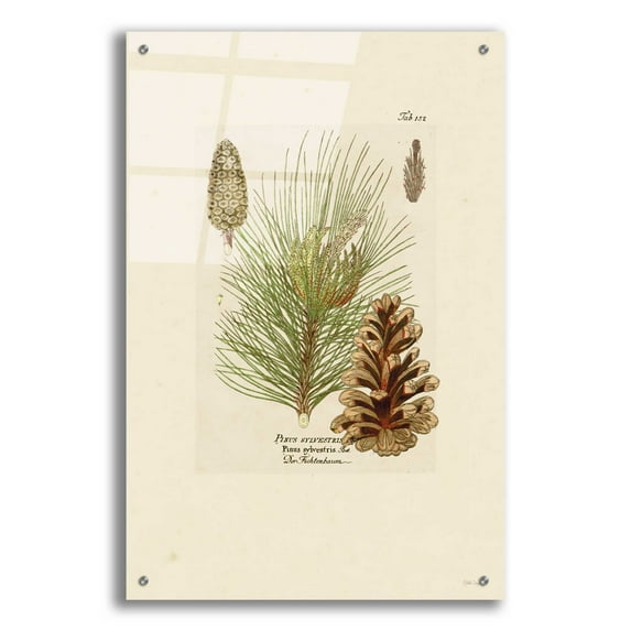 Epic Art 'Vintage Pine Cone' by Stellar Design Studio, Acrylic Glass Wall Art, 24"x36"