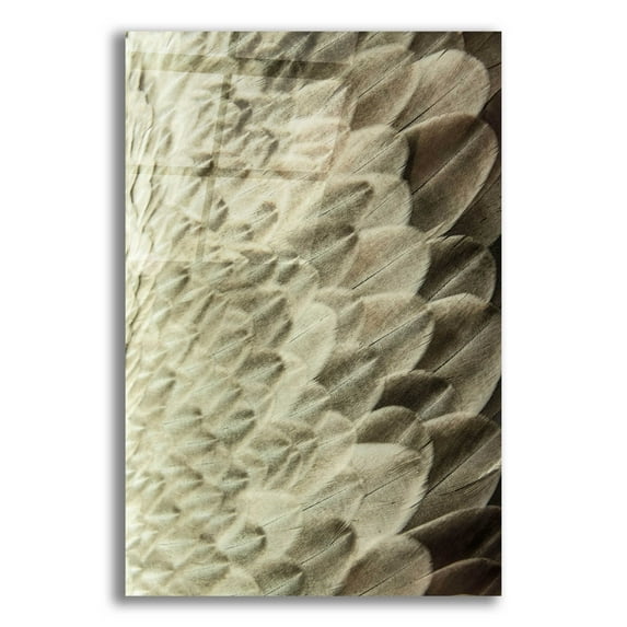 Epic Art 'Volture II' by Design Fabrikken, Acrylic Glass Wall Art, 16"x24"