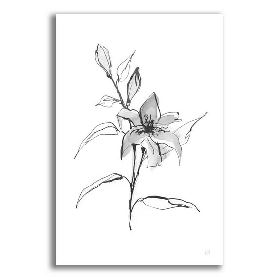 Epic Art 'Wash Tiger Lily' by Chris Paschke, Acrylic Glass Wall Art, 12"x16"