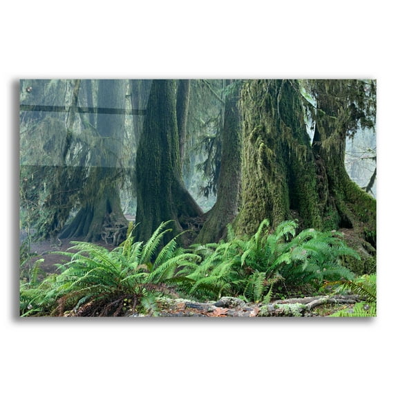 Epic Art 'Washington Olympic NP Foggy Ferns' by Mike Jones, Acrylic Glass Wall Art, 36"x24"