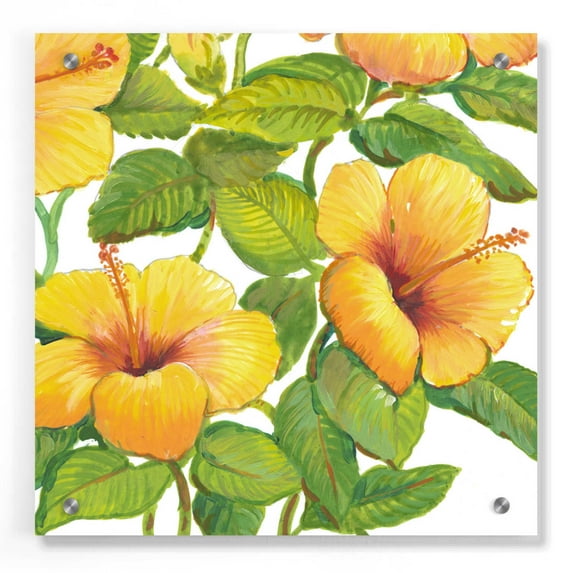 Epic Art 'Watercolor Hibiscus IV' by Tim O'Toole, Acrylic Glass Wall Art, 36"x36"