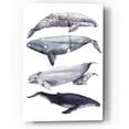 thumbnail image 1 of Epic Art 'Whale Stack I' by Grace Popp, Acrylic Glass Wall Art, 12"x16", 1 of 2