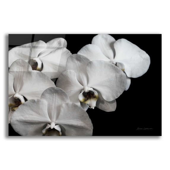 Epic Art 'White Orchid II' by Elise Catterall, Acrylic Glass Wall Art, 16"x12"