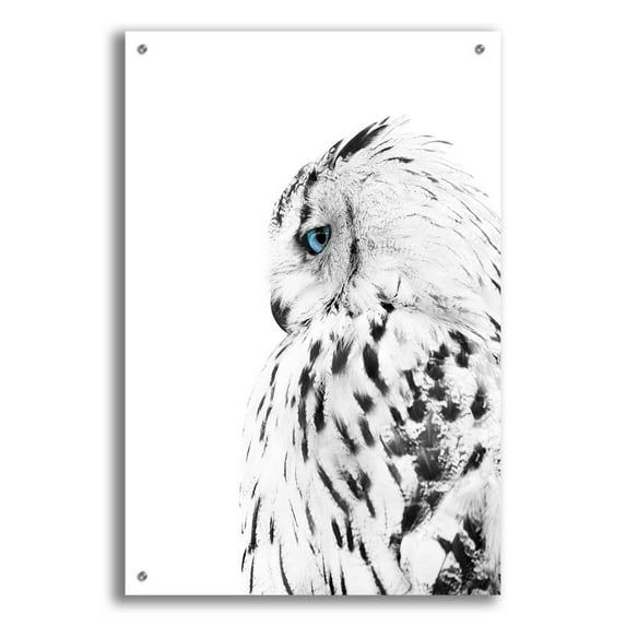 Epic Art 'White Owl' by Design Fabrikken, Acrylic Glass Wall Art, 24"x36"