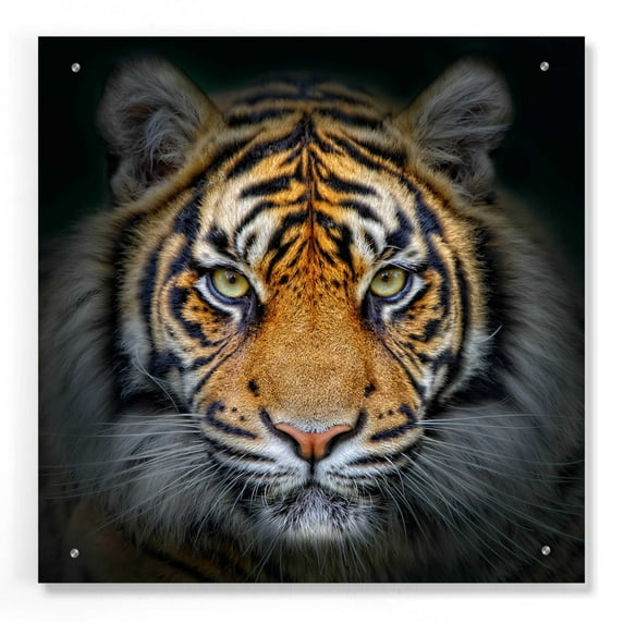 Epic Art 'Wild Side,' Acrylic Glass Wall Art, 24"x24"