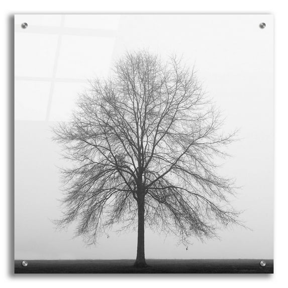 Epic Art 'Winter Trio III' by Nicholas Bell Photography, Acrylic Glass Wall Art, 24"x24"