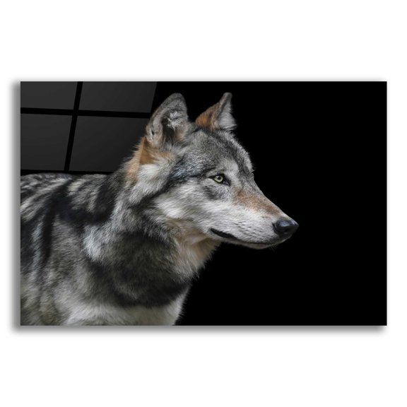 Epic Art 'Wolf' by Epic Portfolio, Acrylic Glass Wall Art, 16"x12"