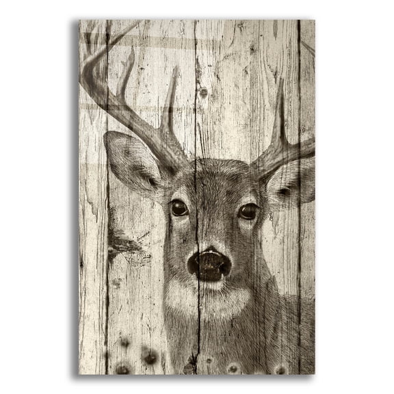 Epic Art 'Woodgrain Antiques-whitetail Buck' by Gordon Semmens Acrylic Glass Wall Art, 12" x 16"
