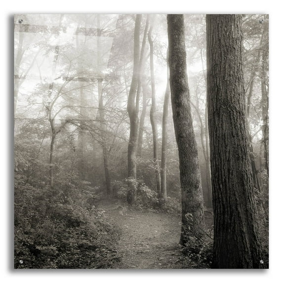 Epic Art 'Woodland Path' by Nicholas Bell Photography, Acrylic Glass Wall Art, 36"x36"