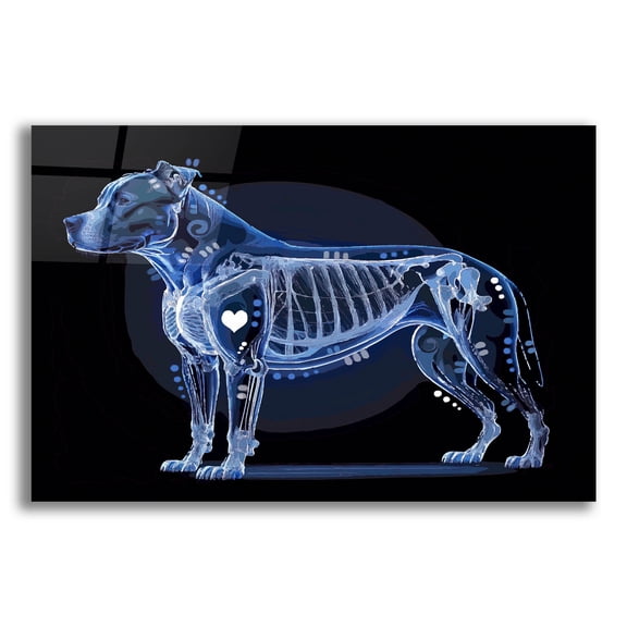 Epic Art 'Xray Pitbull '  by Dean Russo Acrylic Glass Wall Art, 16" x 12"