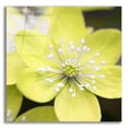 thumbnail image 1 of Epic Art 'Yellow Blossom' by Photoinc Studio, Acrylic Glass Wall Art, 12"x12", 1 of 9