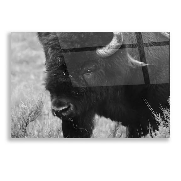 Epic Art 'Yellowstone Bison' by Lori Deiter, Acrylic Glass Wall Art, 16"x12"