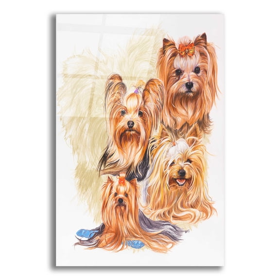 Epic Art 'Yorkshire Terrier' by Barbara Keith, Acrylic Glass Wall Art, 12"x16"