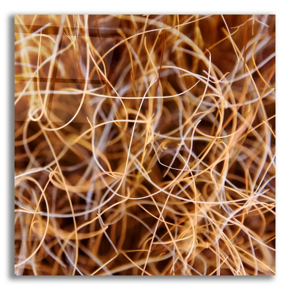 Epic Art 'Zion Grass' by Jan Bell Acrylic Glass Wall Art, 12"x12"