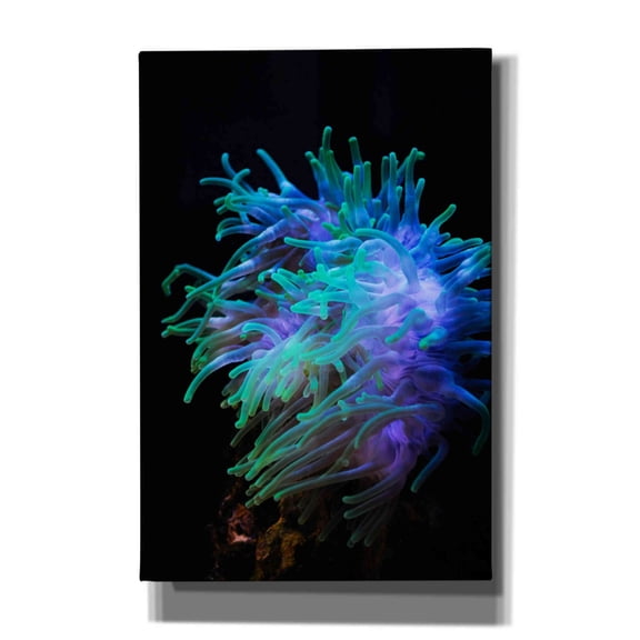 Epic Graffiti 'Actinia' by Epic Portfolio Giclee Canvas Wall Art, 12"x18"