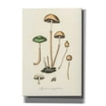 thumbnail image 1 of Epic Graffiti 'Agaricus Semiglobatus'  by Art Licensing Studio Canvas Wall Art, 18" x 26", 1 of 1