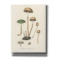 thumbnail image 1 of Epic Graffiti 'Agaricus Semiglobatus'  by Art Licensing Studio Canvas Wall Art, 40" x 54", 1 of 8