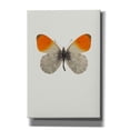 thumbnail image 1 of Epic Graffiti 'Agrias Amydon 2' by Incado, Giclee Canvas Wall Art, 18"x26", 1 of 8