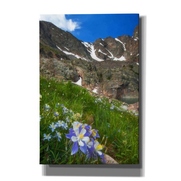 Epic Graffiti 'Alpine Columbine - Rocky Mountain National Park' by Darren White, Giclee Canvas Wall Art, 40"x60"