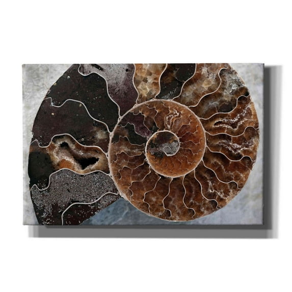 Epic Graffiti 'Ammonite Spiral' by Elena Ray, Canvas Wall Art, 18"x12"