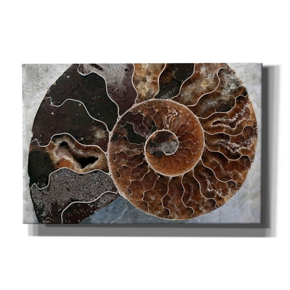 Epic Graffiti 'Ammonite Spiral' by Elena Ray, Canvas Wall Art, 18"x12"