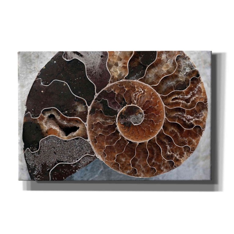 Epic Graffiti 'Ammonite Spiral' by Elena Ray, Canvas Wall Art, 18x12 