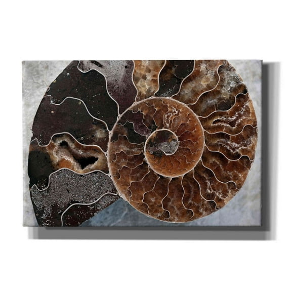 Epic Graffiti 'Ammonite Spiral' by Elena Ray, Canvas Wall Art, 26"x18"