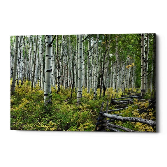Epic Graffiti 'Aspen Grove Rail Fence,' Canvas Wall Art, 40"x60"