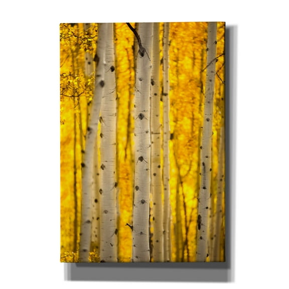 Epic Graffiti 'Aspen Trees' by Jonathan Ross, Canvas Wall Art, 18"x26"