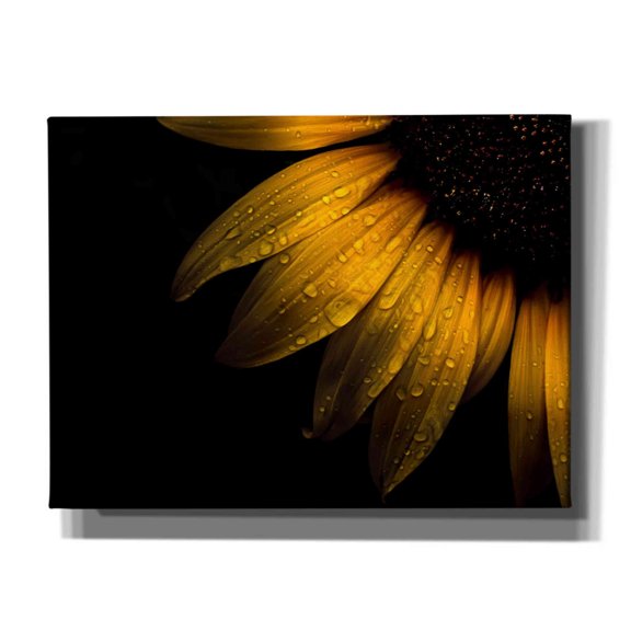 Epic Graffiti 'Backyard Flowers 28 Sunflower' by Brian Carson, Giclee Canvas Wall Art, 16"x12"