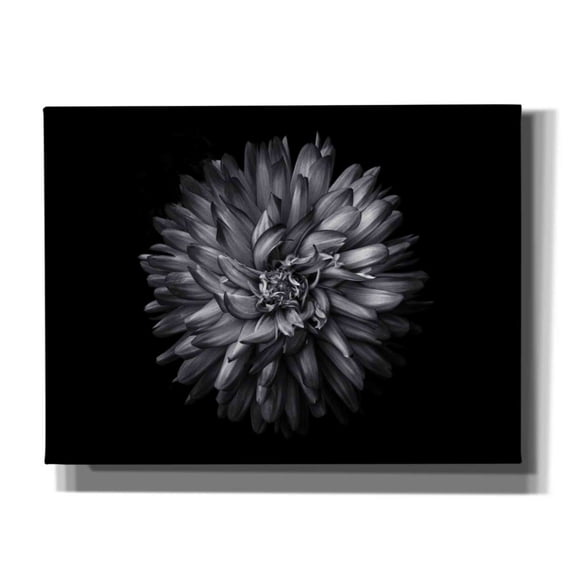 Epic Graffiti 'Backyard Flowers In Black And White 20' by Brian Carson, Giclee Canvas Wall Art, 16"x12"