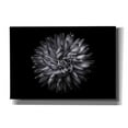 thumbnail image 1 of Epic Graffiti 'Backyard Flowers In Black And White 20' by Brian Carson, Giclee Canvas Wall Art, 26"x18", 1 of 8