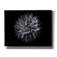 thumbnail image 1 of Epic Graffiti 'Backyard Flowers In Black And White 20' by Brian Carson, Giclee Canvas Wall Art, 34"x26", 1 of 8