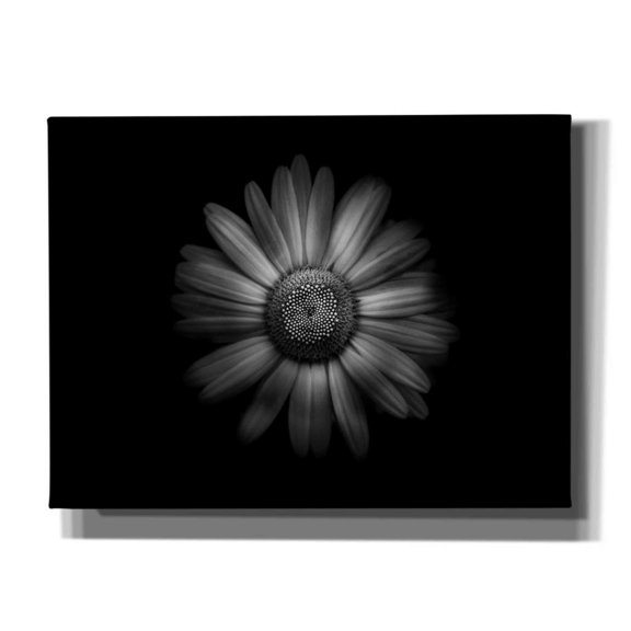 Epic Graffiti 'Backyard Flowers In Black And White 31' by Brian Carson, Giclee Canvas Wall Art, 16"x12"