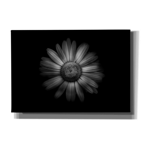 Epic Graffiti 'Backyard Flowers In Black And White 31' by Brian Carson, Giclee Canvas Wall Art, 26"x18"