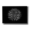 thumbnail image 1 of Epic Graffiti 'Backyard Flowers In Black And White 45' by Brian Carson, Giclee Canvas Wall Art, 26"x18", 1 of 8