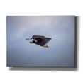 thumbnail image 1 of Epic Graffiti 'Bald Eagle Soas' by Epic Portfolio, Canvas Wall Art, 16"x12", 1 of 8