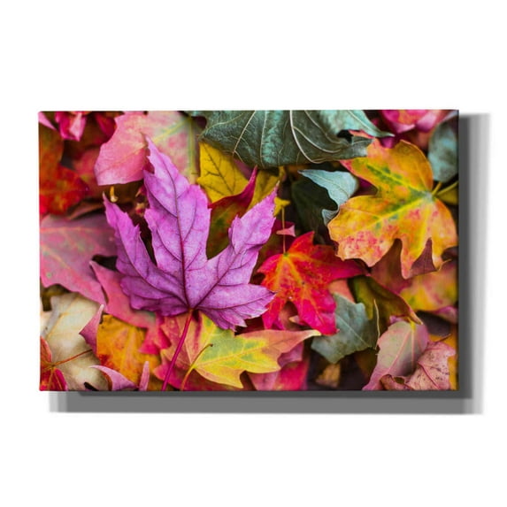 Epic Graffiti 'Beautiful Fall' by Epic Portfolio, Giclee Canvas Wall Art, 60"x40"