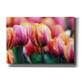 thumbnail image 1 of Epic Graffiti 'Big Love Tulips' by Clive Branson, Canvas Wall Art, 26"x18", 1 of 8