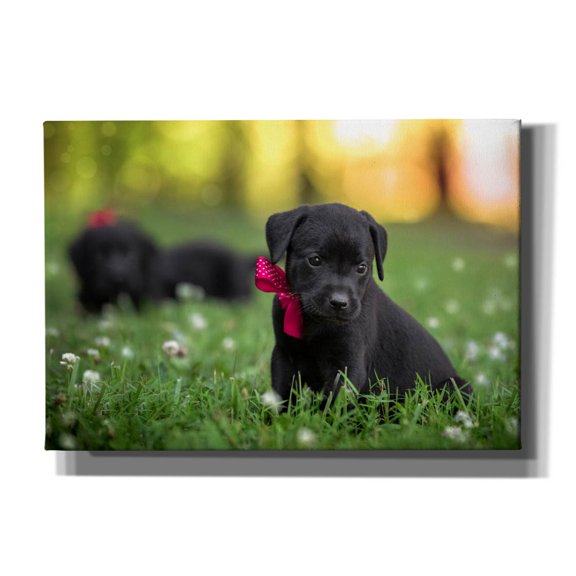 Epic Graffiti 'Black Lab Pup 13' by Jonathan Ross, Canvas Wall Art, 26"x18"