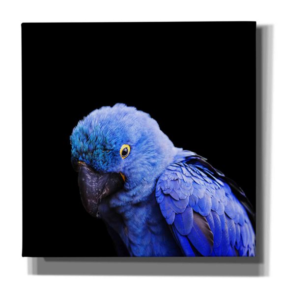 Epic Graffiti 'Blue Quill' by Epic Portfolio Giclee Canvas Wall Art, 37"x37"