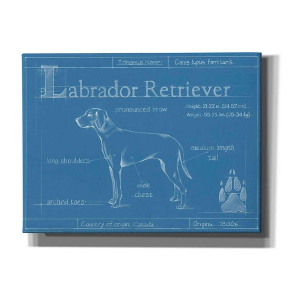 Epic Graffiti 'Blueprint Labrador Retriever' by Ethan Harper Canvas Wall Art, 16"x12"