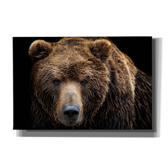 Epic Graffiti 'Brown Bear' by Epic Portfolio, Canvas Wall Art, 60"x40"