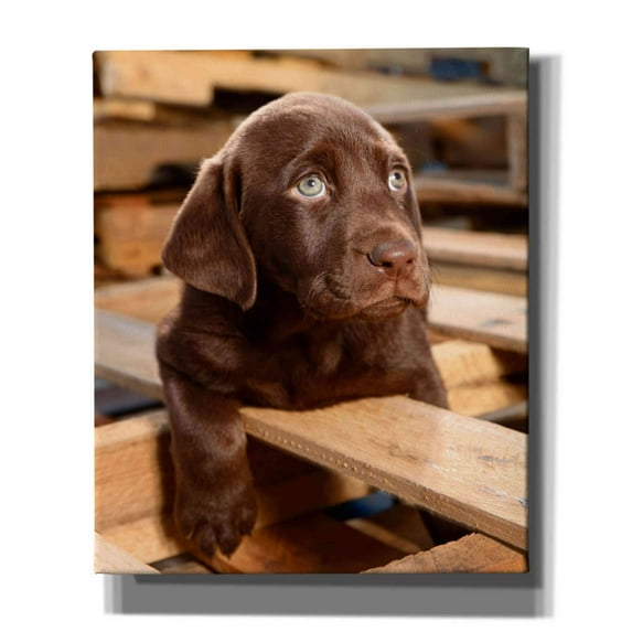 Epic Graffiti 'Bryce Puppy' by Mike Jones, Giclee Canvas Wall Art, 20"x24"