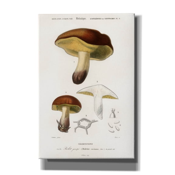 Epic Graffiti 'Champignons'  by Art Licensing Studio Canvas Wall Art, 40" x 60"