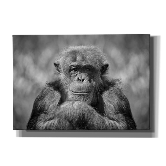 Epic Graffiti 'Chimp' by SD Smart, Canvas Wall Art, 26"x18"
